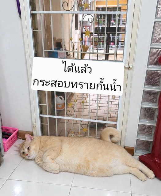 Pk96356's tweet photo. บ้านไหนขาดกระสอบทราย มีรุ่นใหม่มานำเสนอ
กระสอบทรายรุ่นแมวน้ำ https://t.co/S66XwmCYUI