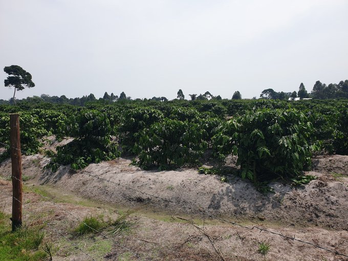 Tuzzaproperties's tweet photo. LAND FOR SALE – KYOTERA, KALISIZO (MALEMBO)

• 293 Acres of prime, fertile land
• Ideal for farming and agricultural investment
• Price: UGX 15 Million per acre — slightly negotiable
• Minimum sale: 100 acres
• Tenure: Private Mailo land title

Call/WhatsApp: 0754 749 093 https://t.co/oCXFCrsT24