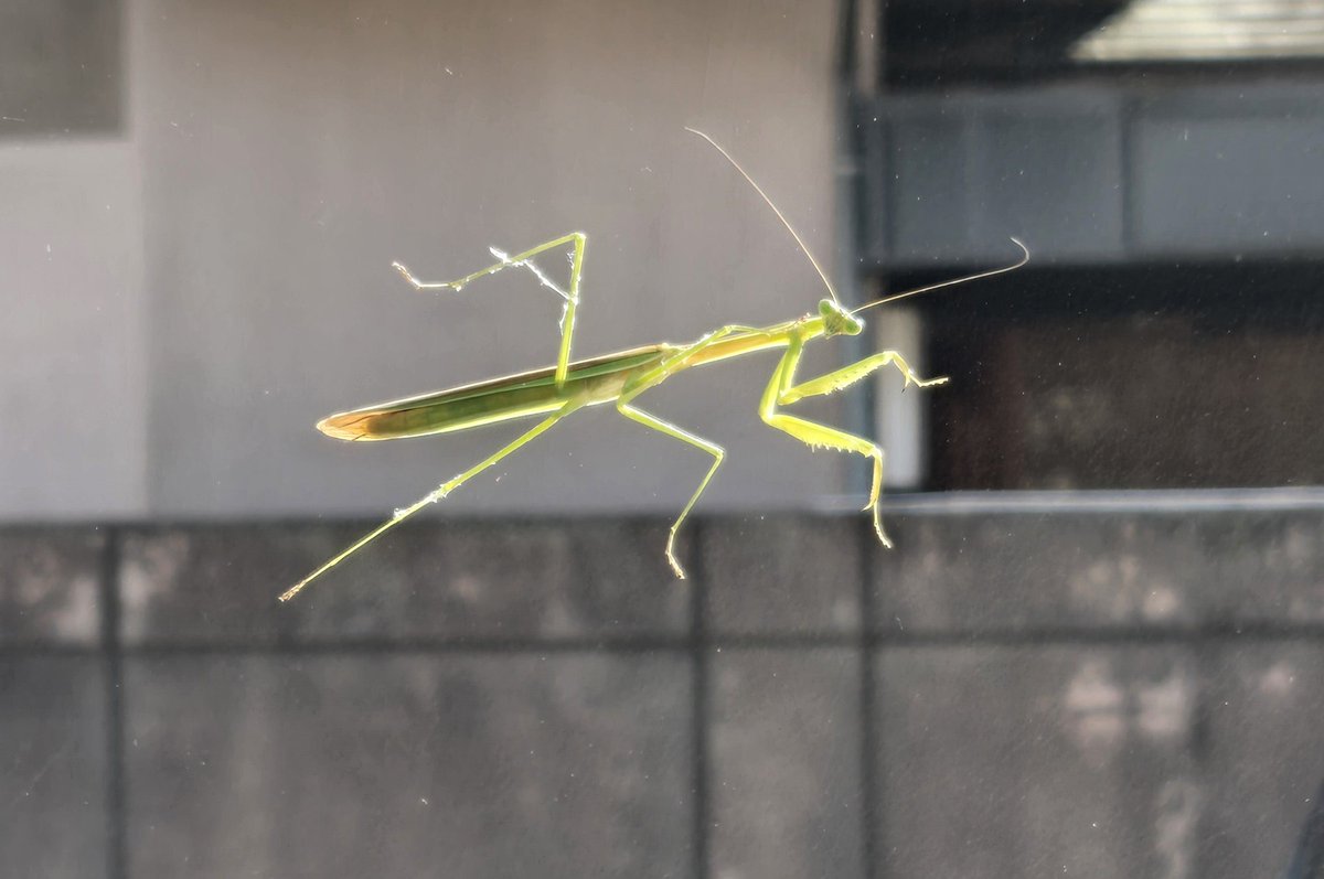 t0t0loo's tweet photo. スーパーで袋詰め中に虫にまとわりつかれ
車載ったらフロントにカマキリ。

なんなん( ･᷄ὢ･᷅ ) https://t.co/4dg1X1vf6V