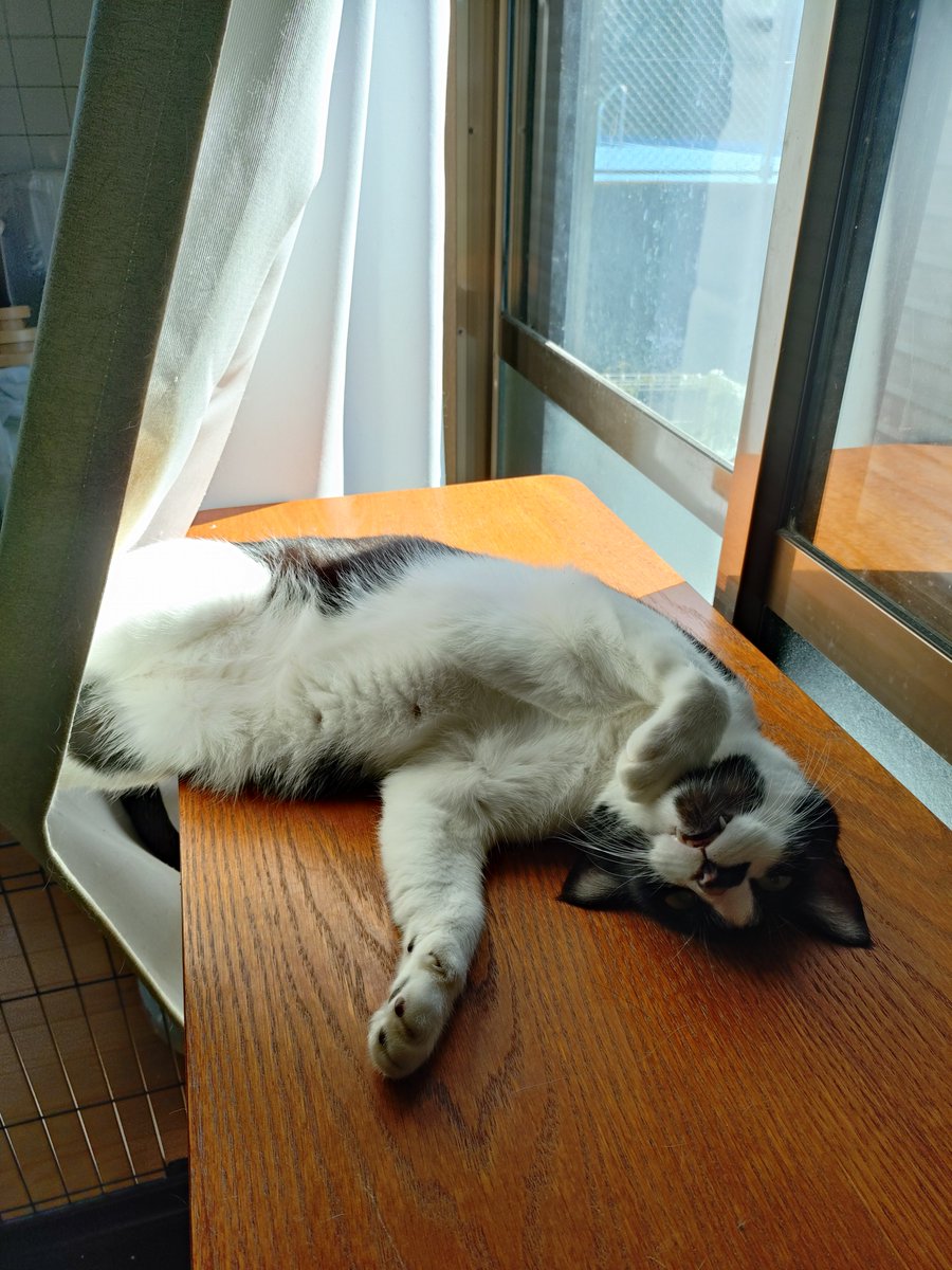 Zeromity's tweet photo. 気を引こうとゴロゴロ
机から落ちそう https://t.co/FEcax4t96x