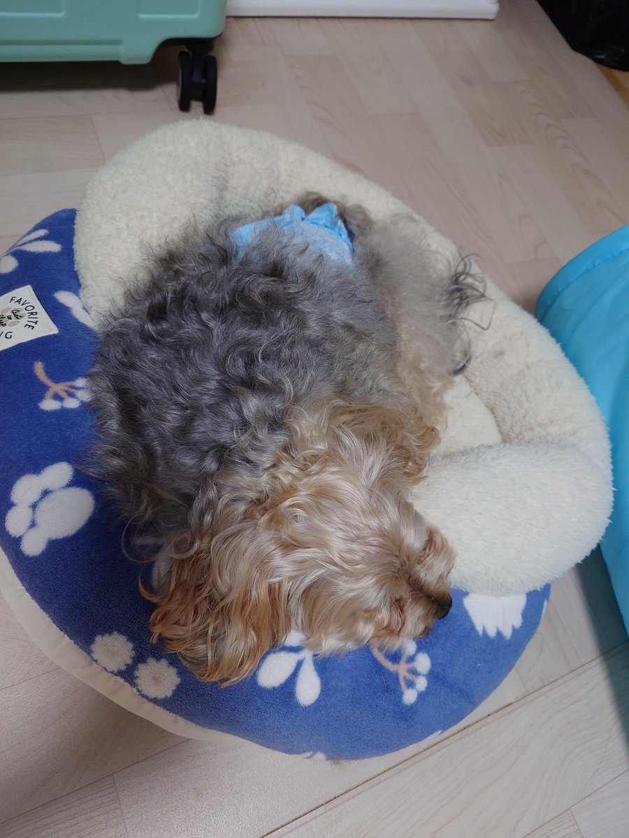 rimu0404's tweet photo. おうちお風呂入って疲れきった模様🐶 https://t.co/PMe0sBKZYC