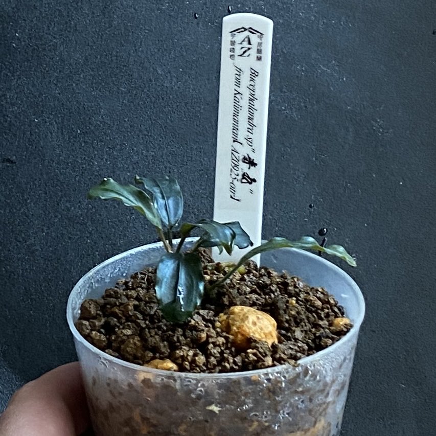 masamasa07166's tweet photo. 丸シリーズ@azulaquarium
🔵青丸
Bucephalandra sp."青丸"
from Kalimantan (AZ0925-otr)
なかなか覚醒してくれない💦
#ブセファランドラ
#bucephalandra
#az https://t.co/1wKWSIJKxk