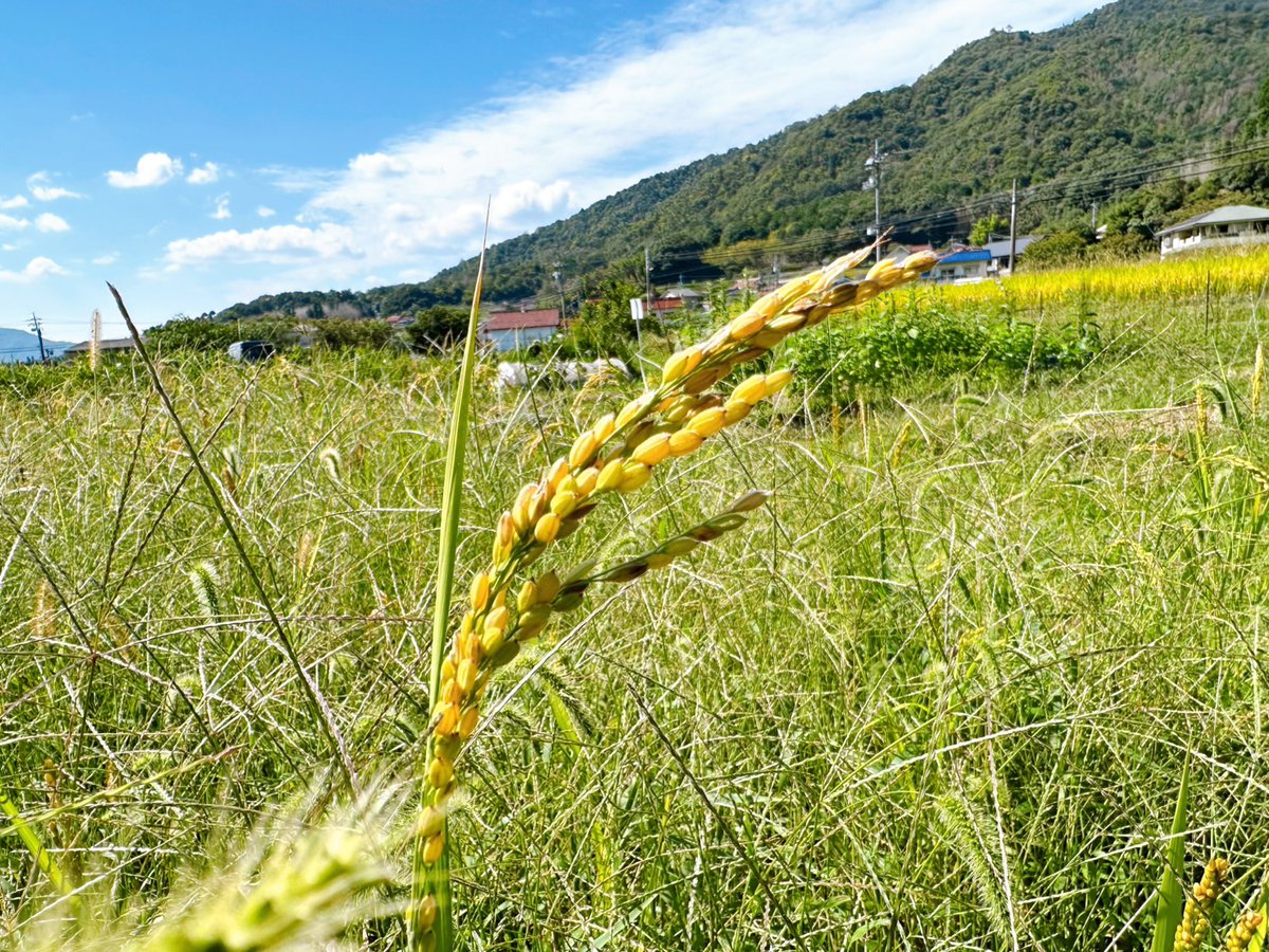 Setouchimyfarm's tweet photo. 今、日本の水田で『雑草イネ』なる突然変異株が繁殖しだしている。

これらは、イネそのものが雑草化したもので、
きわめて強い脱粒性を要し、成熟すると収穫前に籾が簡単に落ちる特性をもち、
これにより翌年以降の種子源として水田に残り、
最終的には水田一面がこの雑草イネが席巻し本来の品種が収穫出来なくなるものである。

近年、日本国内各地の主産地でも発生が拡大しており、
水稲栽培における難防除雑草として大きな問題になっている。

また、世界に目を向けると、
東南アジア・アメリカ・南米などにもこの雑草イネの出現により、壊滅的な被害が広がっており、
麦においては、世界中の麦栽培地帯において、脱粒品種である『カラス麦』なる雑種が出現し農業生産に暗い影をおとしている。

今から約13000年前、
現在の中東（シリア・イスラエル・トルコ付近）にあたる『肥沃な三日月地帯』に小麦の『比脱粒性（実が自然に落ちない性質）』の突然変異株が出現し、
人類の農耕・農業が始まったとされている。

またアジアでも同じく約10000年前頃、
中国揚子江域や珠江中流域でコメの『比脱粒性（実が自然に落ちない性質）』の突然変異株が出現し、
農耕文明が始まった。

10万年前にアフリカで誕生したホモサピエンスは、
9万年の年月を石器採集生活で過ごし13000年前に起こった比脱粒性穀物の出現により、
農耕を始め、今日までの文明社会を謳歌してきた。

しかし、ここにきて出現しだした、脱粒性イネや麦は何を意味するのだろうか？

聖書にある『最後の審判』とは
核戦争や隕石の落下、環境破壊にともなう気象異常など、SF映画や小説に出てくる派手なものではなく、麦や稲を少しずつ収穫できなくし、再び人類を石器時代にもどるシナリオなのか？

また、これらの現象は
神が与えし以上に、収穫しようとした罪なのか？

地球の環境を破壊し続けた罰なのか？

はたまた13000年間だけの実験的限定文明だったのか？

今年は我が家の田んぼにも『雑草イネ』が目立つ。

#自然農法 #雑草イネ #比脱粒性 #カラス麦
