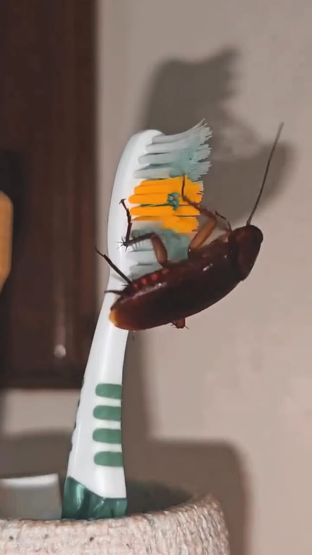 evanahh_'s tweet photo. A friendly reminder that if your toothbrush isn’t protected and kept clean, this is what is likely to happen, https://t.co/HXApkJNdnr