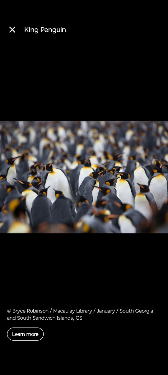 Tank_The_Artist's tweet photo. @Skullz_Skeleton A hoarde of King Penguins apparently. https://t.co/LX2IQJjrpM