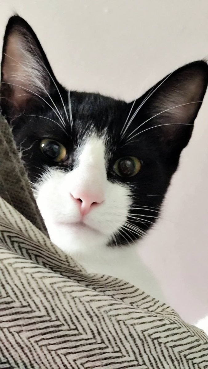 unonlus's tweet photo. #Amedeo 4 mesi e mezzo #cercafamiglia ❤️❤️❤️❤️
Arriva in tutt' Italia con staffetta a carico dell adottante.
 Info 3337810816
Solo w pp
O messaggio su Messenger 
#ester https://t.co/3YVtBsGryh
