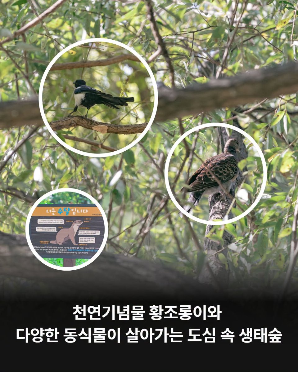 HappyYDP's tweet photo. 영등포인트 #7. 여의도 샛강생태공원

🌿 빌딩숲에서 5분, 진짜 숲을 만나보세요!
 
높은 빌딩이 가득한 여의도에서
조금만 걸으면 만날 수 있는 초록빛 쉼터 🌳
 
대한민국 최초의 생태공원인
여의도 #샛강생태공원 을 소개합니다 😊
 
문의: 서울시 미래한강본부 ☎️ 02-3780-0561 https://t.co/pwQb6O0aeu