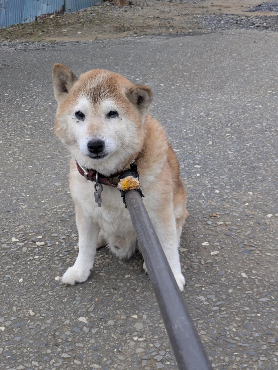 tsukubais's tweet photo. 泉地区で迷い犬を保護しました🐕

９月28日の16時頃、つくば市泉地区で迷子の犬を保護しました。

犬種：柴犬のような見た目、毛色：茶、性別：オス、首輪：赤色のものを着用

飼い主様にお心当たりの方は、つくば市役所環境保全課までお問い合わせください。 https://t.co/rPZmsyePpR