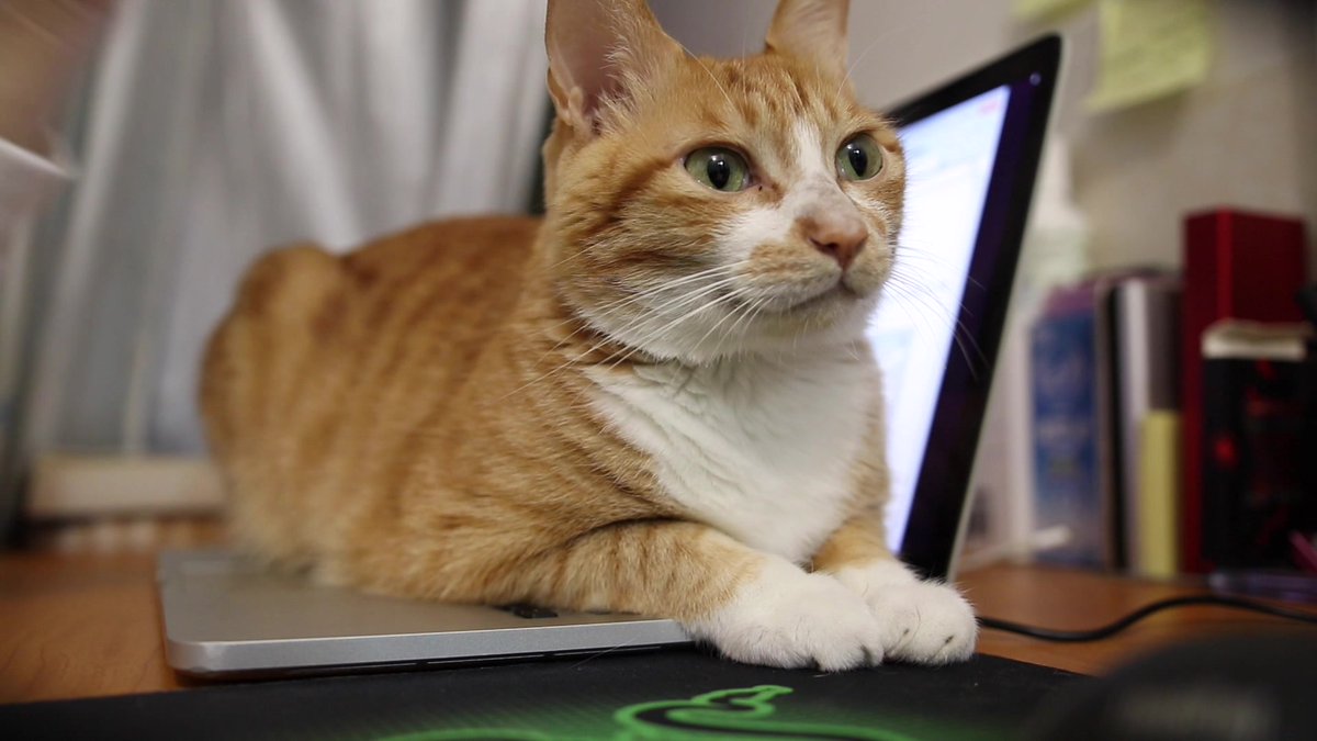 AlexanderMyiqc's tweet photo. [Coffee's cold, work's slow, and my tabby's more interesting than today's deadline. Just taking a very necessary five.]， https://t.co/HGdMGPiSe1
