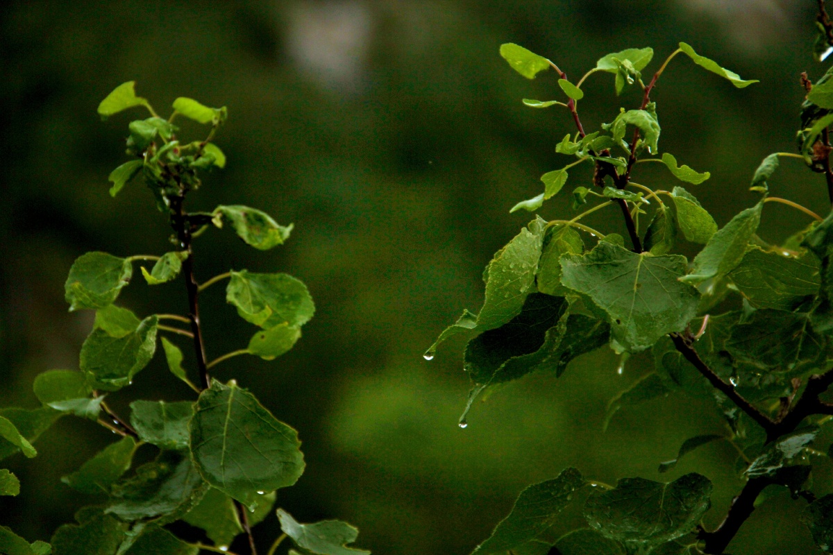 ast2fp8s99uralj's tweet photo. Today I found a cute little sapling under the old oak, and its leaves swayed gently in the breeze, looking so lively! https://t.co/uDNplRSveK