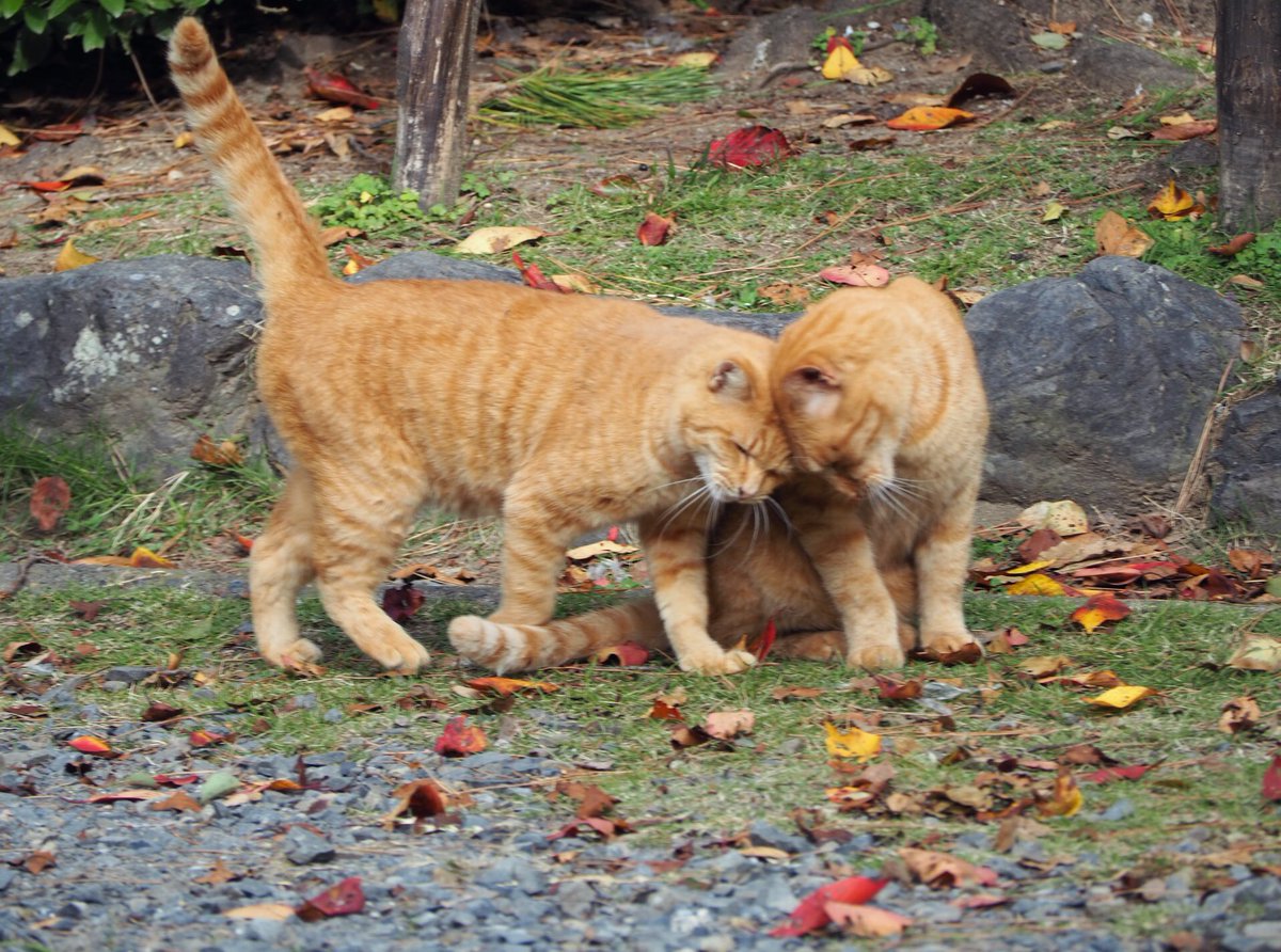 MKofficial_PR's tweet photo. 秋っぽい写真を置いておきます

全4枚🐈
 #MK猫写真 https://t.co/4uruXXck7Q