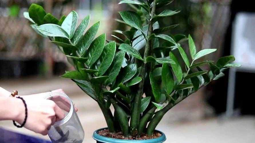 ColtonChapfbwf's tweet photo. Pro tip for your pothos: let its soil dry out completely between waterings, and it’ll reward you with lush, trailing leaves https://t.co/vs9HvDratr
