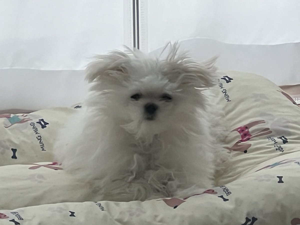 RPlzThnkb4Enter's tweet photo. 엄마 친구네 개인데
주인이 빗기는 법을 몰라서
개가 뭔 배추도사 상태였는데
빗질하고나니까 그나마 좀 개같아짐 https://t.co/MxM4r3guZk