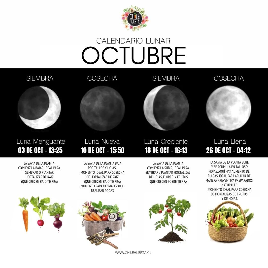 ChileHuerta's tweet photo. Llegó #octubre y con ello una nueva oportunidad para cultivar tus propios alimentos! 💪🏻🌱

Les dejamos el #calendario de #siembra y #cosecha de este mes con las fases lunares y todo lo que pueden sembrar aquí en el hemisferio sur! 🥰🍅💦🌸 https://t.co/Pdo3j81woq