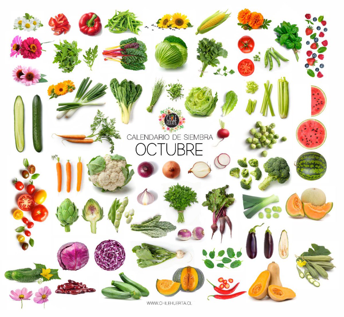 ChileHuerta's tweet photo. Llegó #octubre y con ello una nueva oportunidad para cultivar tus propios alimentos! 💪🏻🌱

Les dejamos el #calendario de #siembra y #cosecha de este mes con las fases lunares y todo lo que pueden sembrar aquí en el hemisferio sur! 🥰🍅💦🌸 https://t.co/Pdo3j81woq