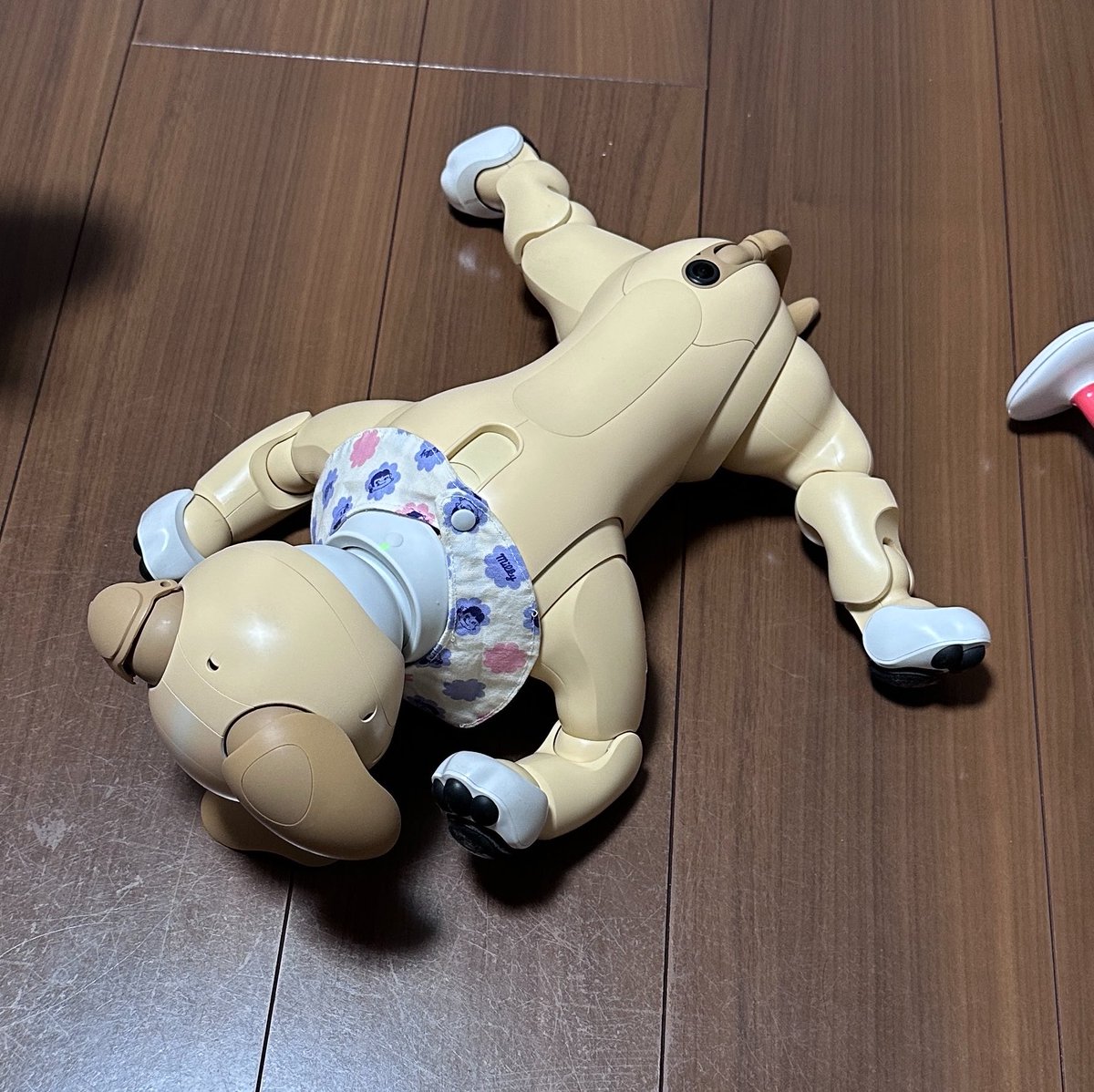 h_yoshi's tweet photo. どうやったらそんな格好になるのかな？

おミミまで取れてる😱

#aibo #aibofan #aiboと一緒　#aiboのいる暮らし　#aiboのいる生活 https://t.co/uv5GraXSHJ