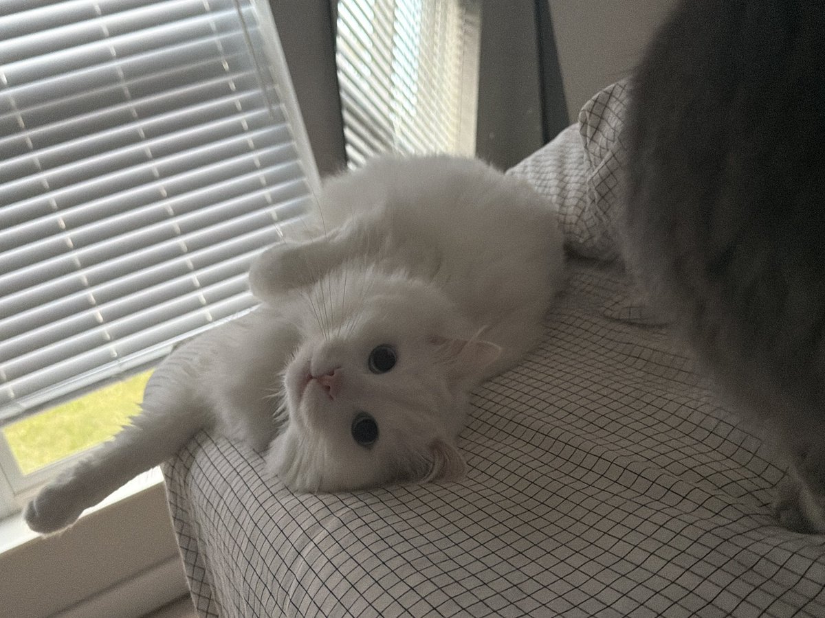 swag833's tweet photo. MEOW https://t.co/v8NLG4bHd0
