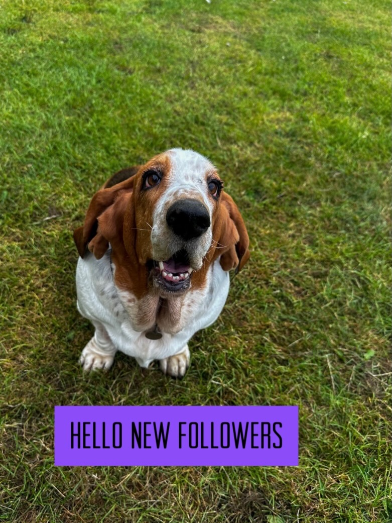 tungaali's tweet photo. Photo by Phoebe on July 14, 2026. It may be an image with the text “HELLO NEW FOLLOWERS. https://t.co/SmJ2FGQSwo