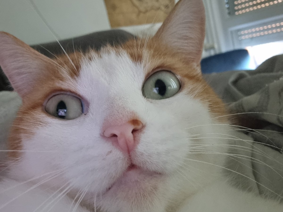 DivaRiju's tweet photo. Selfie du jour 😹 https://t.co/b2lXKGzulb