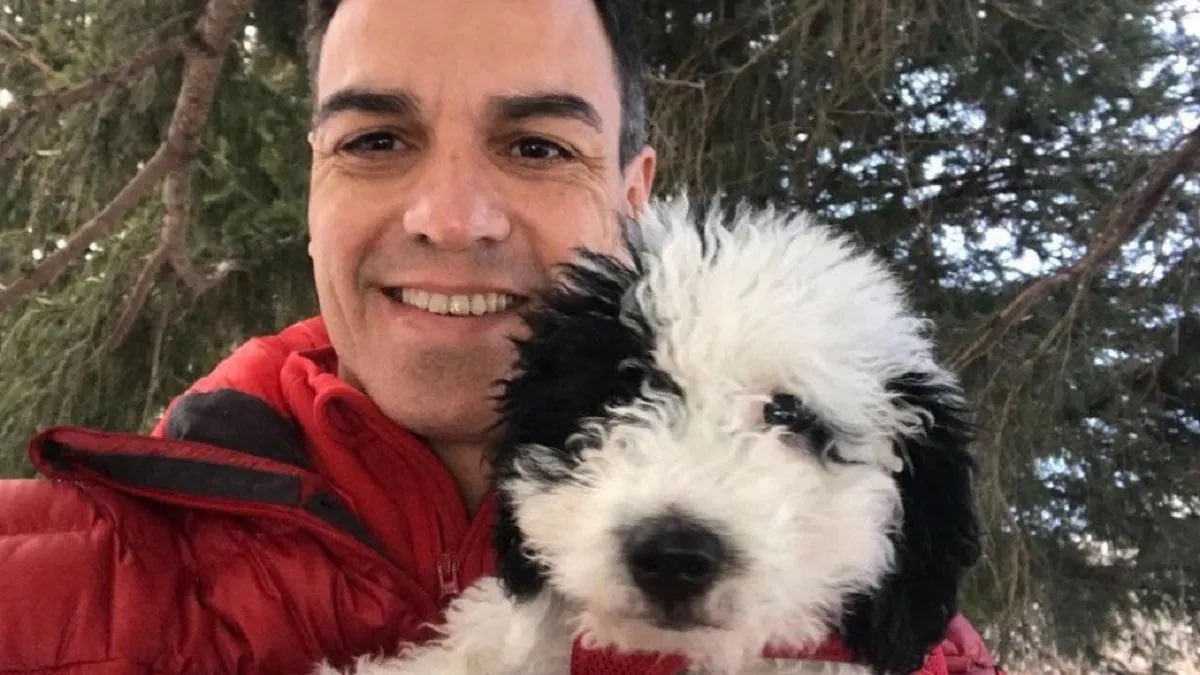 Ander_Lourido's tweet photo. El Gobierno zoofílico

Hay cosas que un país normal no discute. Una de ellas es que usar sexualmente a un animal es una aberración, punto. No hace falta ser veterinario ni militante de nada para verlo. Y sin embargo este gobierno, el mismo que se llena la boca de “seres sintientes”, de empatía y de progreso, se las arregló con su Ley de bienestar animal de 2023 para reescribir las reglas de forma que el acto deja de ser delito si no deja marca suficiente.

Antes la explotación sexual del animal estaba penada por sí misma. Con la reforma del Código Penal que sacaron adelante junto a esa ley, el castigo penal queda atado a que haya lesión que requiera tratamiento veterinario. Si no hay desgarro, si no hay fractura, si el daño no se certifica, el hecho sale del delito. Ellos dirán que sigue habiendo sanción administrativa. La realidad política es otra: bajaron el listón. Convirtieron en infracción menor lo que cualquier persona decente sigue considerando monstruoso.

El mismo Ejecutivo que multa por no esterilizar, que persigue el abandono y que presume de haber elevado a los animales a categoría moral, decidió que el uso sexual de su cuerpo puede quedar fuera del Código Penal si no se ve la herida. Animales que no pueden decir que no, que no eligen, que no entienden lo que se les hace. Y un gobierno que, en nombre de protegerlos con su ley estrella, les abre esa puerta.

No es casualidad que casi nadie lo nombre. Mientras discutíamos de chips, de colonias y de perros de caza, se coló el cambio que más debería haber escandalizado. La zoofilia no es una rareza de libro: es el uso del cuerpo de otro ser vivo que no consiente. Tratarla como algo tolerable siempre que no sangre es exactamente la normalización que este gobierno ha practicado y que la mayoría ha preferido no mirar.

Un gobierno que hace eso no protege animales. Los convierte en objeto disponible y luego se pone la medalla de sensible. Esa es la monstruosidad.

#PACMA #Perrosanche #Gobierno