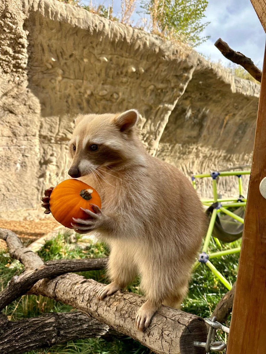 DenverZoo's tweet photo. Happy #InternationalRaccoonAppreciationDay from our two favorite girls, Pecan and Cashew! 🦝 

These leucistic beauties were rescued from a home in Boulder and are now living their absolute best lives at Harmony Hill. 🐾 

#Pecan #Cashew #DenverZooConservationAlliance #Raccoon https://t.co/AL9m1SrDnS