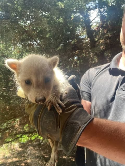 DenverZoo's tweet photo. Happy #InternationalRaccoonAppreciationDay from our two favorite girls, Pecan and Cashew! 🦝 

These leucistic beauties were rescued from a home in Boulder and are now living their absolute best lives at Harmony Hill. 🐾 

#Pecan #Cashew #DenverZooConservationAlliance #Raccoon https://t.co/AL9m1SrDnS