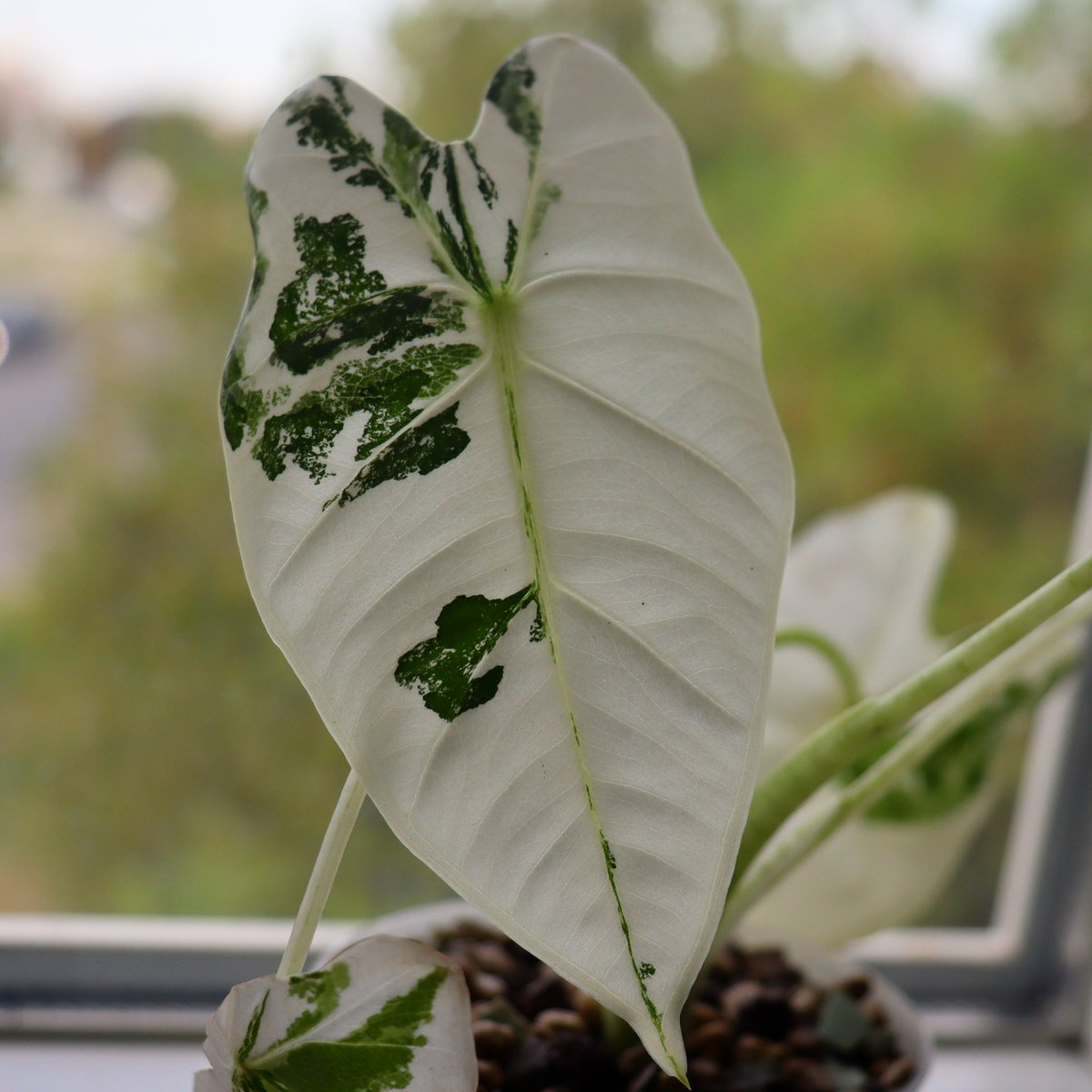 Biichop's tweet photo. Alocasia Frydek Variegata
#alocasiafrydekvariegata #alocasiafrydek #alocasia #alocasiavariegata #variegatedplants #variegated #plants #plantlove #pflanzen #lechusa #lechusapon #pon #variegatedleaves #extraordinary #umwerfend #alocasiaplant #plantgram https://t.co/9nSODbjXOP