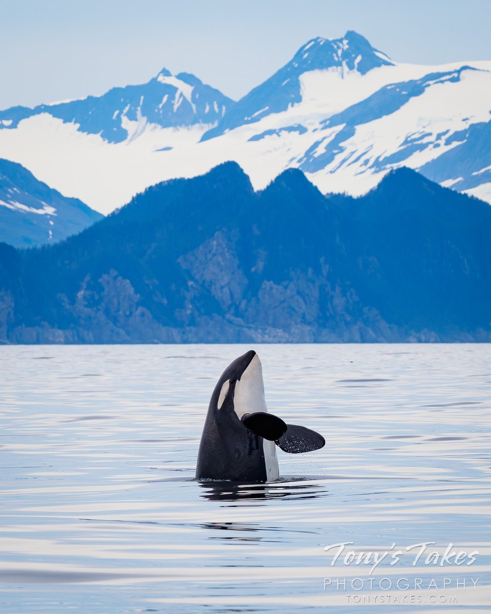 TonysTakes's tweet photo. Big whale, little magnet. Jessica Schmidtbauer used my favorite image from my Alaska trip as a basis for this way cool magnet. You can see more of Jessica’s work on Instagram at foxtailoriginals.
#orca #killerwhale #whale #spyhop #seward #alaska #wildlife #wildlifephpotography https://t.co/KKuyoaARic