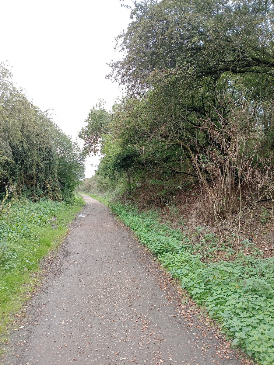 phil0073's tweet photo. #Greenway, nearby @StanwickLakes, formally a #railway line (#NeneValleyRailway #LNWR c.1845-1966)
#PhilOnaBike #FootpathFriday #BywayFriday #treepeople https://t.co/7OBhQa2JIe