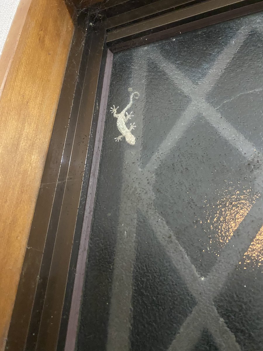 y08200263's tweet photo. 今宵も現れました〜我家の守り神🦎😙 https://t.co/EaflS1BgjO