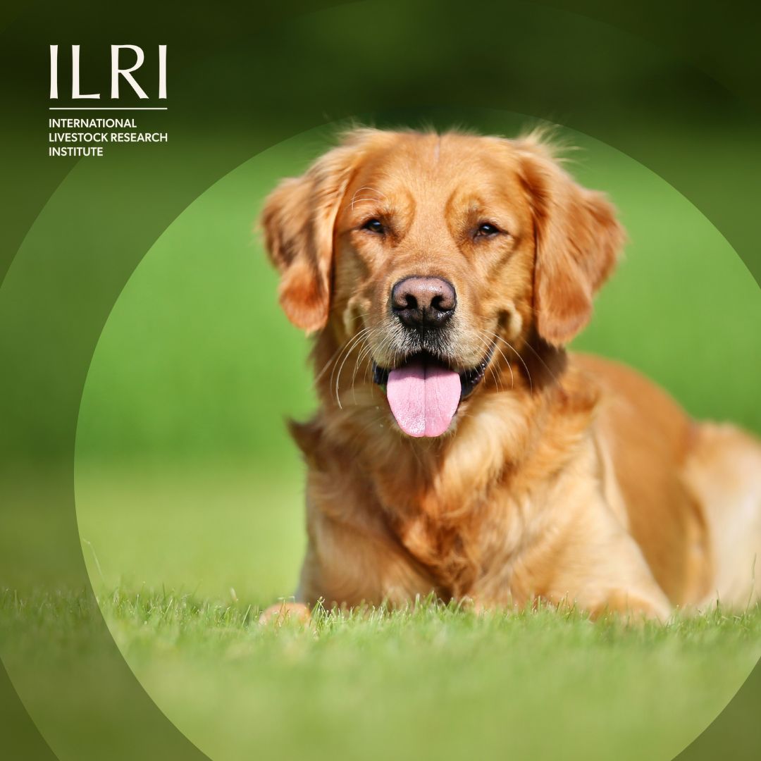 ILRI's tweet photo. Rabies is preventable, yet Kenya records an estimated 2,000 human deaths annually. ILRI’s Lian Thomas explains why dog vaccination, stronger surveillance, and access to treatment are critical to stopping transmission. 

Read here: https://t.co/8R7UI4Cewl

#Rabies #WorldRabiesDay https://t.co/WHE75mBoTR