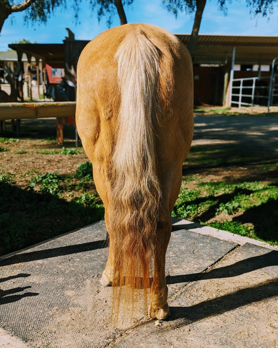 vane_1992's tweet photo. #halspearlderringer #christmas #california #winter #quarterhorse #equestrian #horse #horsegirl #myhappyplace https://t.co/4nJXagpYeI