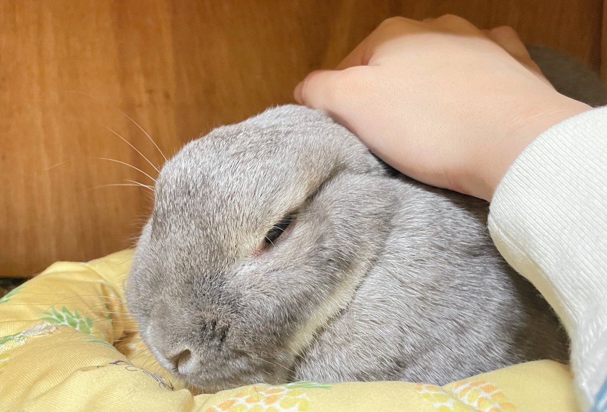 okogeworld's tweet photo. つみちゃんナデナデヾ(･ω･`*)💕 https://t.co/fjA3dJIqvB