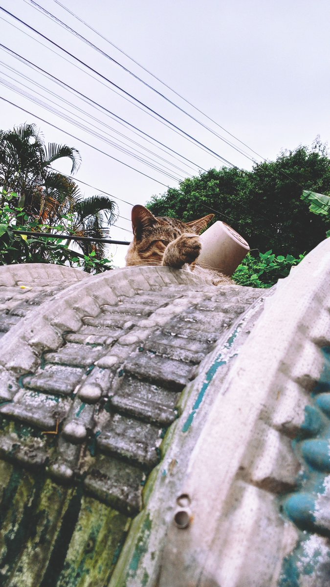amfine_68's tweet photo. ขอมือหน่อยนุด 🤲 

#แมวสลิด #cat https://t.co/yczbW4TlIC