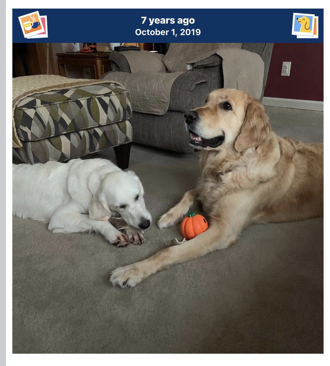 Huckhound14's tweet photo. #thrwbackthursday of Huckleberry and puppy girl, Hollyberry 2019 https://t.co/FfnQG8rtH8
