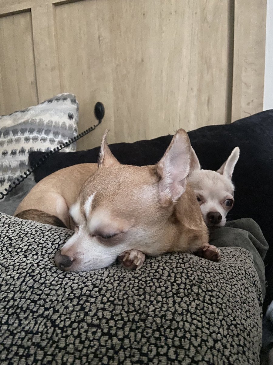 brianmbailey77's tweet photo. @falseroxy Many canine researchers have concluded these two are the best. https://t.co/APnBQ3fkSs