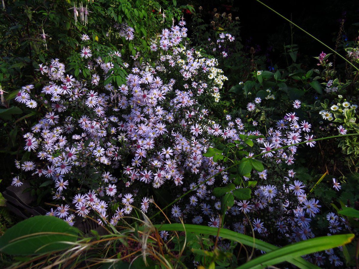 angegarrod's tweet photo. Asters and helianthemum looking fab(and full of insects)

#flowers #autumnwatch #springwatch https://t.co/7X8LC0DkqW