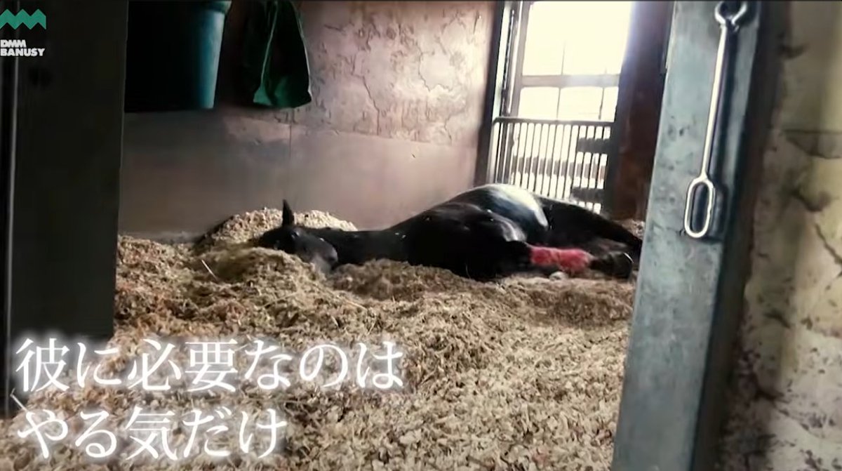 porumu_'s tweet photo. ＼彼に必要なのはやる気だけ／

【キングスコール】京都大賞典までの道のり https://t.co/OWMoWHwzWm https://t.co/kMNIMmQnqp