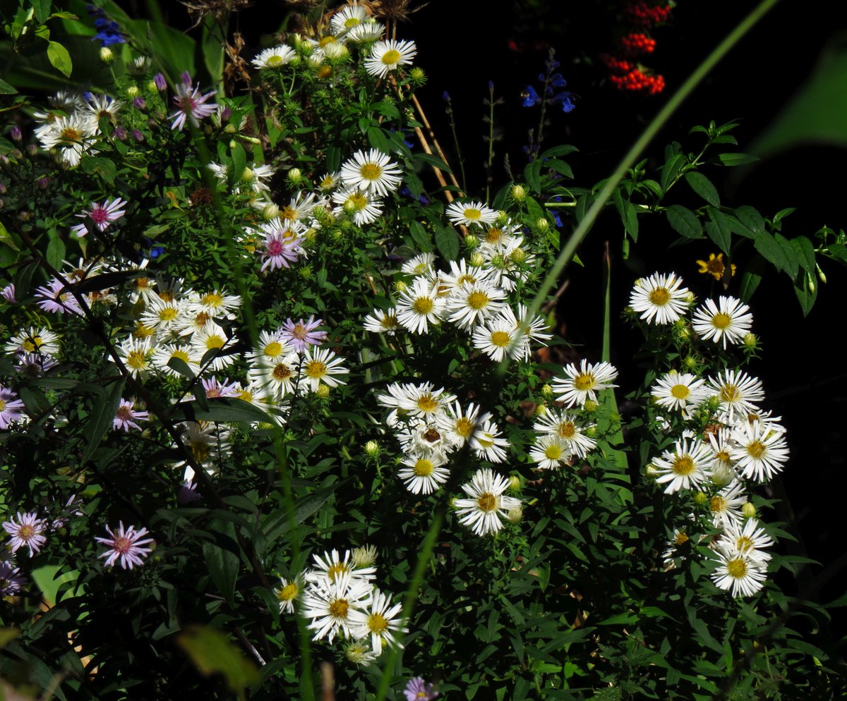 angegarrod's tweet photo. Asters and helianthemum looking fab(and full of insects)

#flowers #autumnwatch #springwatch https://t.co/7X8LC0DkqW