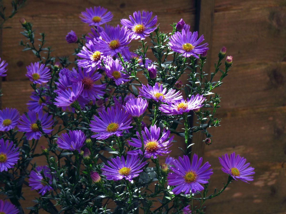 angegarrod's tweet photo. Asters and helianthemum looking fab(and full of insects)

#flowers #autumnwatch #springwatch https://t.co/7X8LC0DkqW