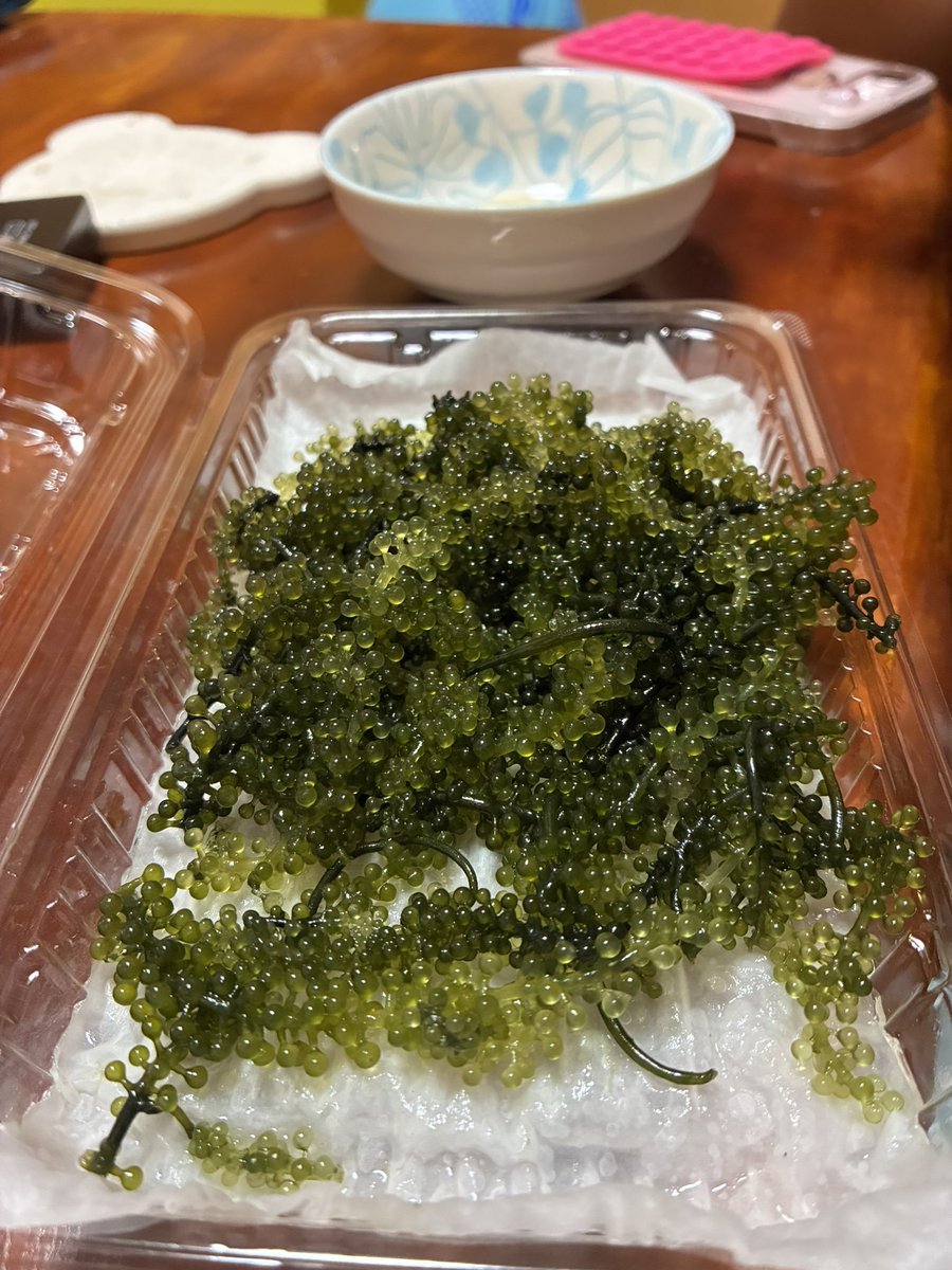 v88be1's tweet photo. 海ぶどうが美味くて止まらんって言ってます https://t.co/XzWWGULArv