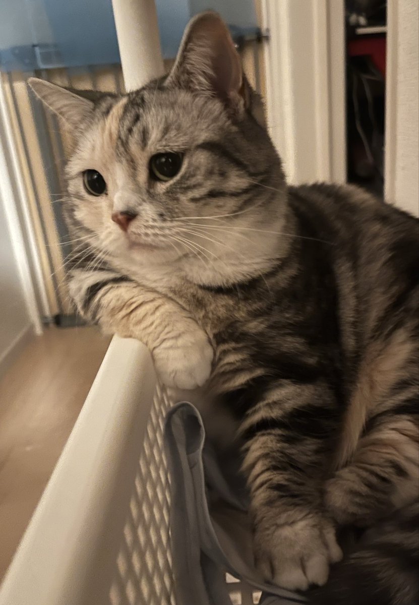 sfs_mi's tweet photo. たそがれネコ🐈 https://t.co/KEAjmYxBjk