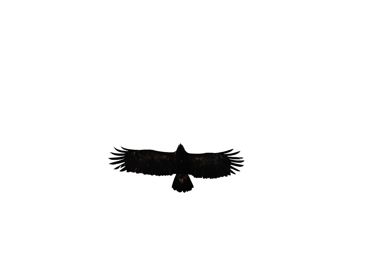 Besiktas's tweet photo. Bugün kartallar, Kartalları selamladı. 🦅

📍 Ümraniye Nevzat Demir Tesisleri

#TheBlackEagles https://t.co/pVpGQ91rRa