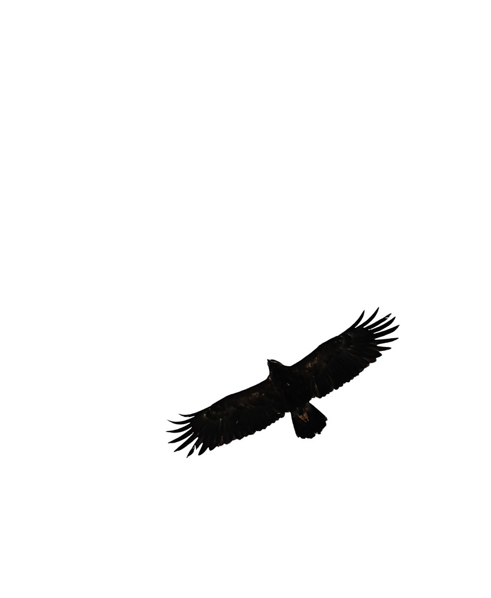 Besiktas's tweet photo. Bugün kartallar, Kartalları selamladı. 🦅

📍 Ümraniye Nevzat Demir Tesisleri

#TheBlackEagles https://t.co/pVpGQ91rRa