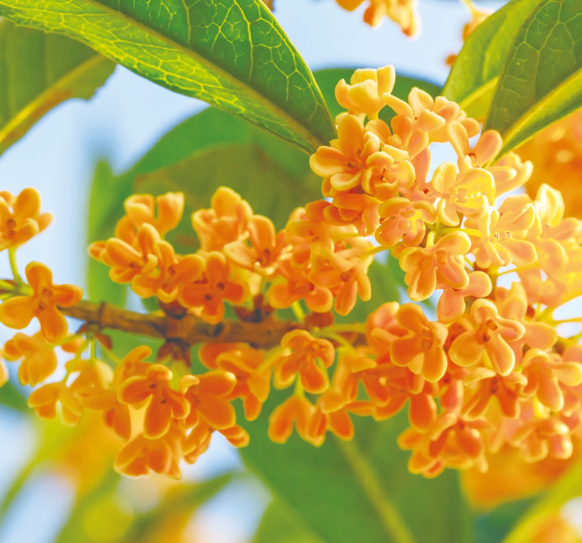 543life's tweet photo. キンモクセイ｜花の日めくり

花言葉「気高い人」

中国原産で、江戸時代に渡来したモクセイ科の常緑小高木。
キンモクセイは明るいオレンジ色の花を咲かせ、白い花のギンモクセイの変種とされています。

▼暦生活｜日本の季節を楽しむ暮らし｜365日、毎日暦のお話をお届けします♪
https://t.co/xJV2YNFSOr