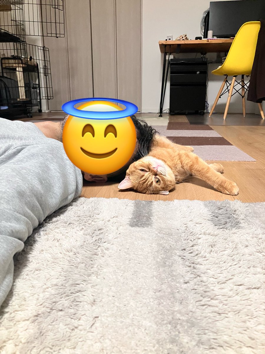 FUGIMARUde's tweet photo. #マンチカン
#猫のいる暮らし https://t.co/mrbU8U0dMh