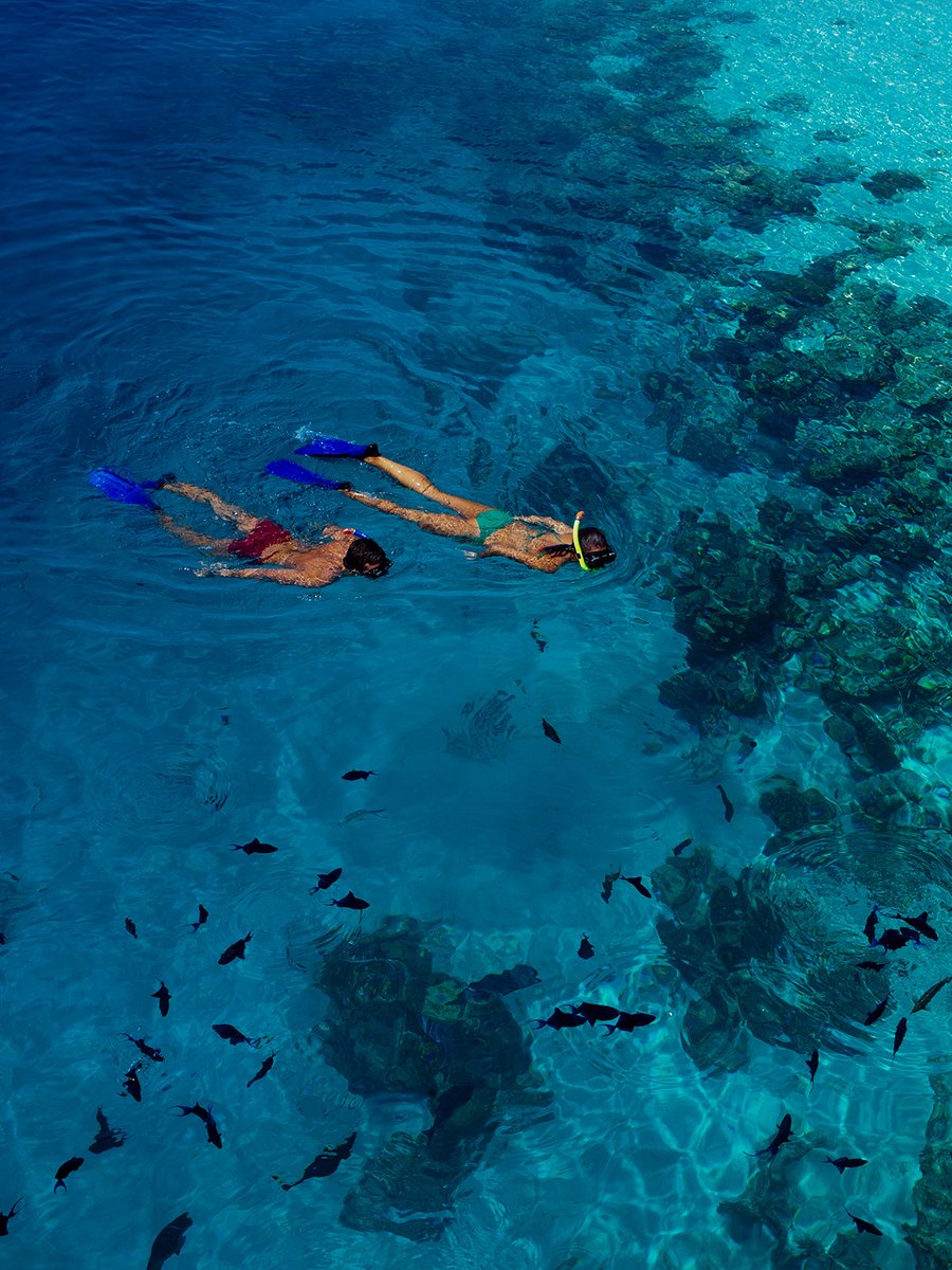 VilamendhooMV's tweet photo. Quiet Discovery
We look forward to diving into nature together again soon. The island paths and vibrant house reef are waiting for your return. Start dreaming of your next quiet discovery.
Dive into Nature.
#vilamendhoomaldives #vilamendhoo #diveintonature https://t.co/TlvYL6kZHR