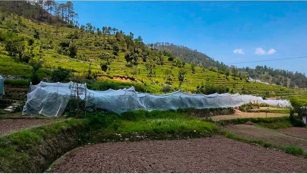 manjeetnegilive's tweet photo. पौड़ी के बीरोंखाल विकासखंड के सीमांत गांव जमरिया के किसान सुरेंद्र सिंह रावत और मंगल सिंह चौधरी आज पहाड़ में सफल स्वरोजगार की मिसाल बन चुके हैं। दोनों ने आधुनिक तकनीक और उद्यान विभाग की योजनाओं का लाभ उठाकर वैज्ञानिक तरीके से सेब बागवानी शुरू की।वर्तमान में दोनों के बगीचों में लगभग 1500-1500 फलदार सेब के पौधे हैं। सेब के साथ अन्य फल, सब्जियां और कृषि गतिविधियों से वे सालाना 4 से 5 लाख रुपये तक का शुद्ध लाभ कमा रहे हैं।सुरेंद्र सिंह रावत मत्स्य पालन और बकरी पालन के माध्यम से भी अतिरिक्त आय अर्जित कर रहे हैं।दोनों किसान आधुनिक खेती के साथ स्थानीय लोगों को रोजगार भी उपलब्ध करा रहे हैं।
उनकी मेहनत और नवाचार ने साबित किया है कि पहाड़ में खेती लाभ का सौदा बन सकती है। यह सफलता उन युवाओं के लिए प्रेरणा है जो रोजगार के लिए पलायन करने को मजबूर होते हैं। अगर आधुनिक खेती को अपनाया जाए तो गांव में रहकर भी बेहतर आय अर्जित की जा सकती है।ऐसे प्रयास उत्तराखंड में रिवर्स माइग्रेशन (घर वापसी) को भी नई गति दे सकते हैं।जमरिया के ये किसान दिखा रहे हैं कि मेहनत, तकनीक और सही मार्गदर्शन से पहाड़ का भविष्य बदला जा सकता है।
उनकी कहानी पूरे उत्तराखंड के युवाओं के लिए प्रेरणा और उम्मीद का संदेश है।