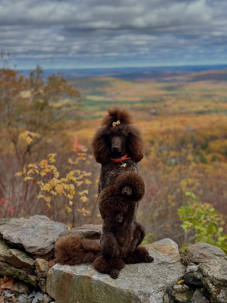 IsaiasBurrt7's tweet photo. Day 2: Through the stunning Smugglers Notch Pass, we reached Stowe, Vermont, with its iconic white church and Halloween-decorated homes. Then Artists Bluff in New Hampshire before heading south to Massachusetts. Day 3: Fall colors, Wachusett https://t.co/lZQODHmrNx