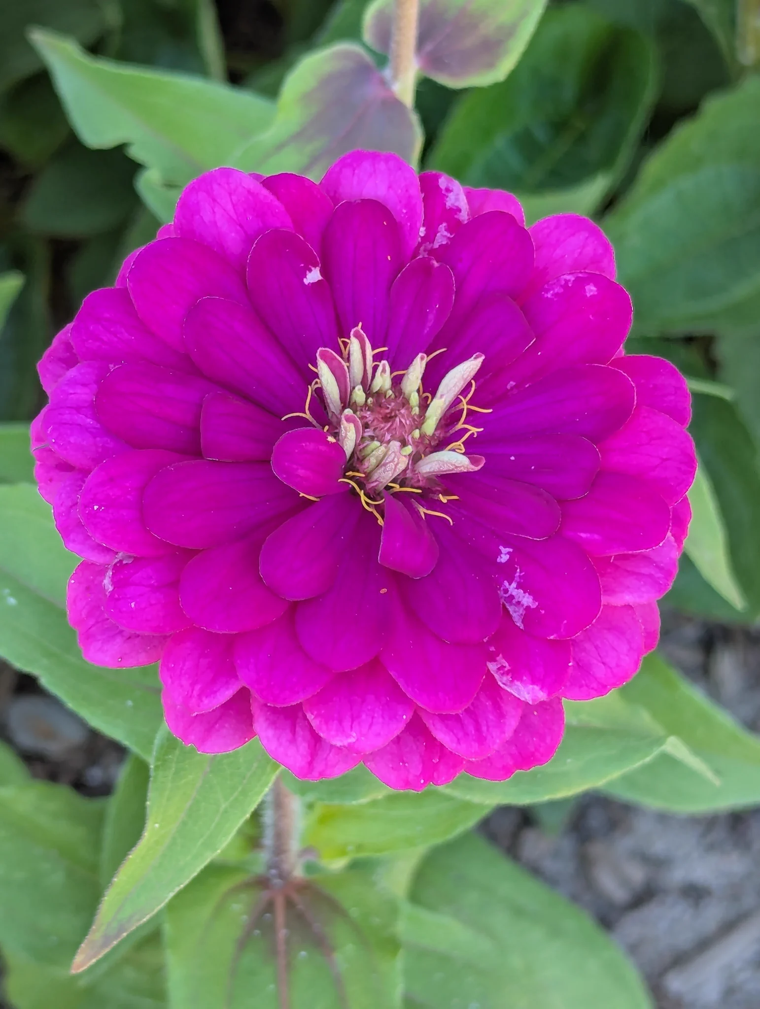 Flower❣️ zippy888 on X: 